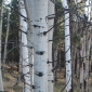 aspen_trees.jpg