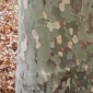 bark.jpg