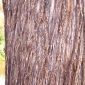 bark_jpg.jpg