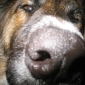big-nosy.jpg