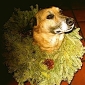 christmas_puppa_2.jpg