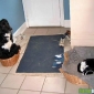 dogncat.jpg