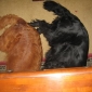 dogs-at-the-desk.jpg