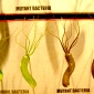 mutant-bacteria