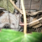 why-the-dogs-bark-at-the-hole-in-fence.jpg