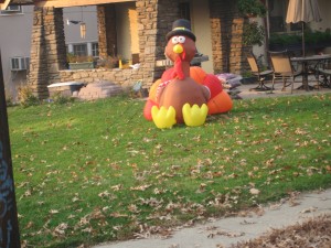 yard turkey