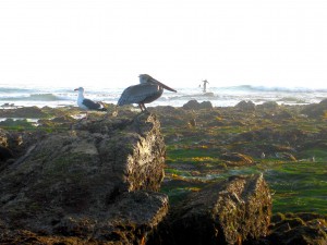 pelican and gull