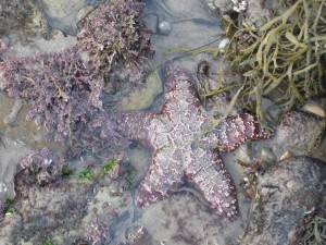 starfish 1